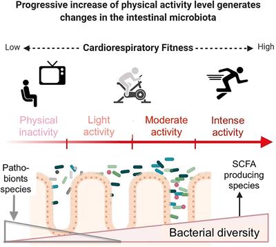 Interplay Between Exercise and Gut Microbiome in the Context of Human Health and Performance